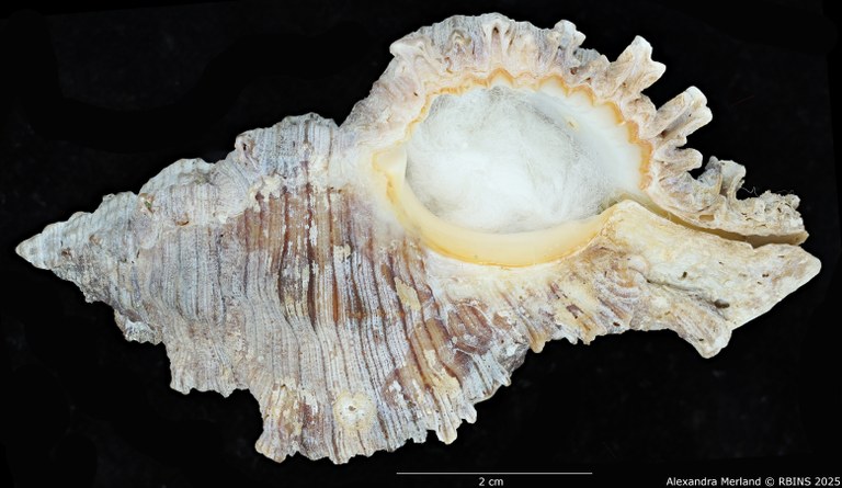 BE-RBINS-INV-MT-385-Chicoreus-(Chicoreus)-kilburni-ht-V.jpg BE-RBINS-INV-MT-385-Chicoreus-(Chicoreus)-kilburni-ht-V.jpg