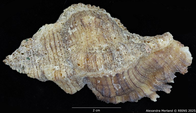 BE-RBINS-INV-MT-386-Chicoreus-(Chicoreus)-kilburni-pt-D.jpg