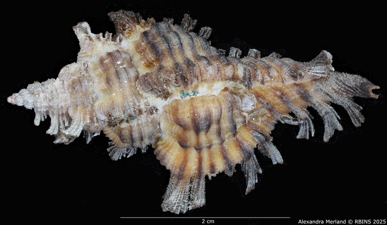 BE-RBINS-INV-MT-395-Chicoreus-(Chicoreus)-paini-ht-D.jpg BE-RBINS-INV-MT-395-Chicoreus-(Chicoreus)-paini-ht-D.jpg