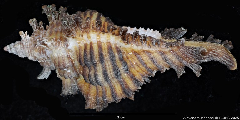 BE-RBINS-INV-MT-395-Chicoreus-(Chicoreus)-paini-ht-L.jpg BE-RBINS-INV-MT-395-Chicoreus-(Chicoreus)-paini-ht-L.jpg