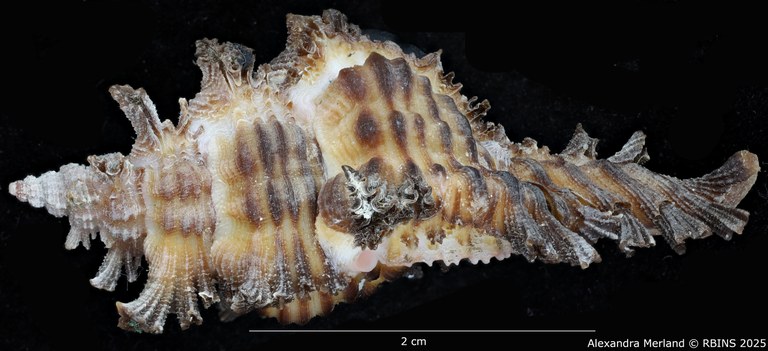 BE-RBINS-INV-MT-395-Chicoreus-(Chicoreus)-paini-ht-L2.jpg BE-RBINS-INV-MT-395-Chicoreus-(Chicoreus)-paini-ht-L2.jpg