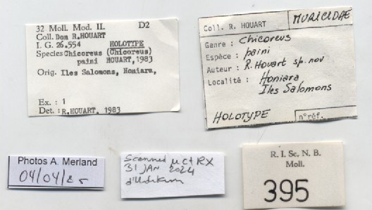 BE-RBINS-INV-MT-395-Chicoreus-(Chicoreus)-paini-ht-label.jpg BE-RBINS-INV-MT-395-Chicoreus-(Chicoreus)-paini-ht-label.jpg