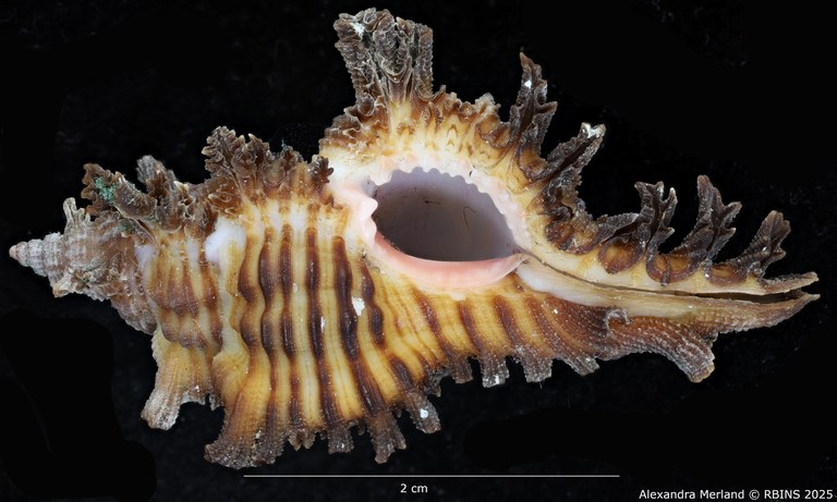 BE-RBINS-INV-MT-395-Chicoreus-(Chicoreus)-paini-ht-V.jpg BE-RBINS-INV-MT-395-Chicoreus-(Chicoreus)-paini-ht-V.jpg