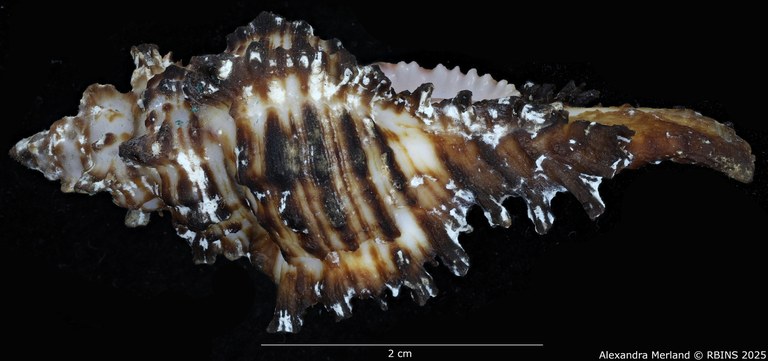 BE-RBINS-INV-MT-396-Chicoreus-(Chicoreus)-paini-pt-L.jpg BE-RBINS-INV-MT-396-Chicoreus-(Chicoreus)-paini-pt-L.jpg