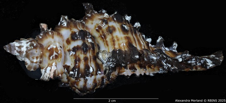 BE-RBINS-INV-MT-396-Chicoreus-(Chicoreus)-paini-pt-L2.jpg BE-RBINS-INV-MT-396-Chicoreus-(Chicoreus)-paini-pt-L2.jpg