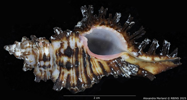 BE-RBINS-INV-MT-396-Chicoreus-(Chicoreus)-paini-pt-V.jpg BE-RBINS-INV-MT-396-Chicoreus-(Chicoreus)-paini-pt-V.jpg