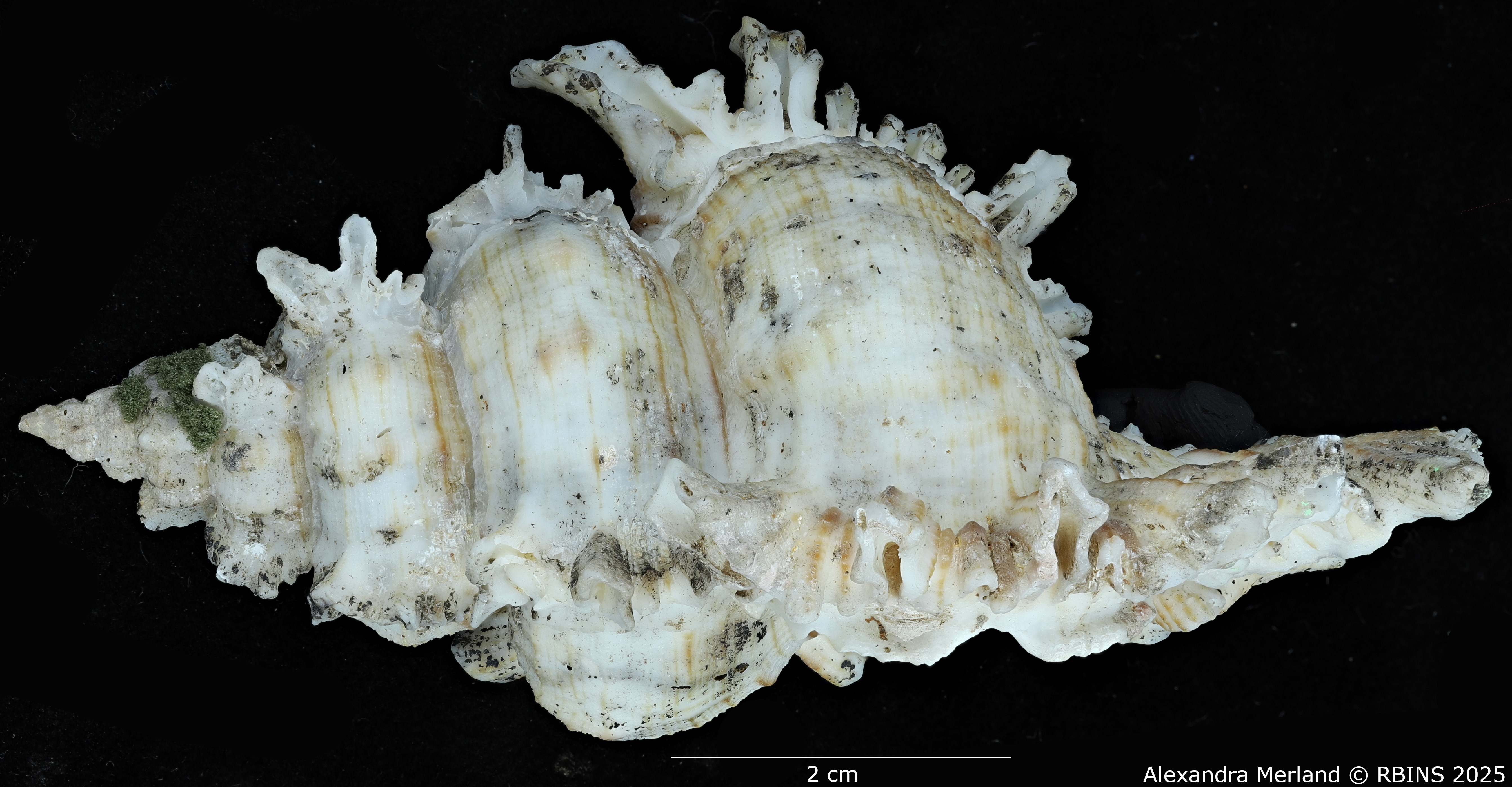 BE-RBINS-INV-MT-3389-Chicoreus-duyenae-ht-L.jpg