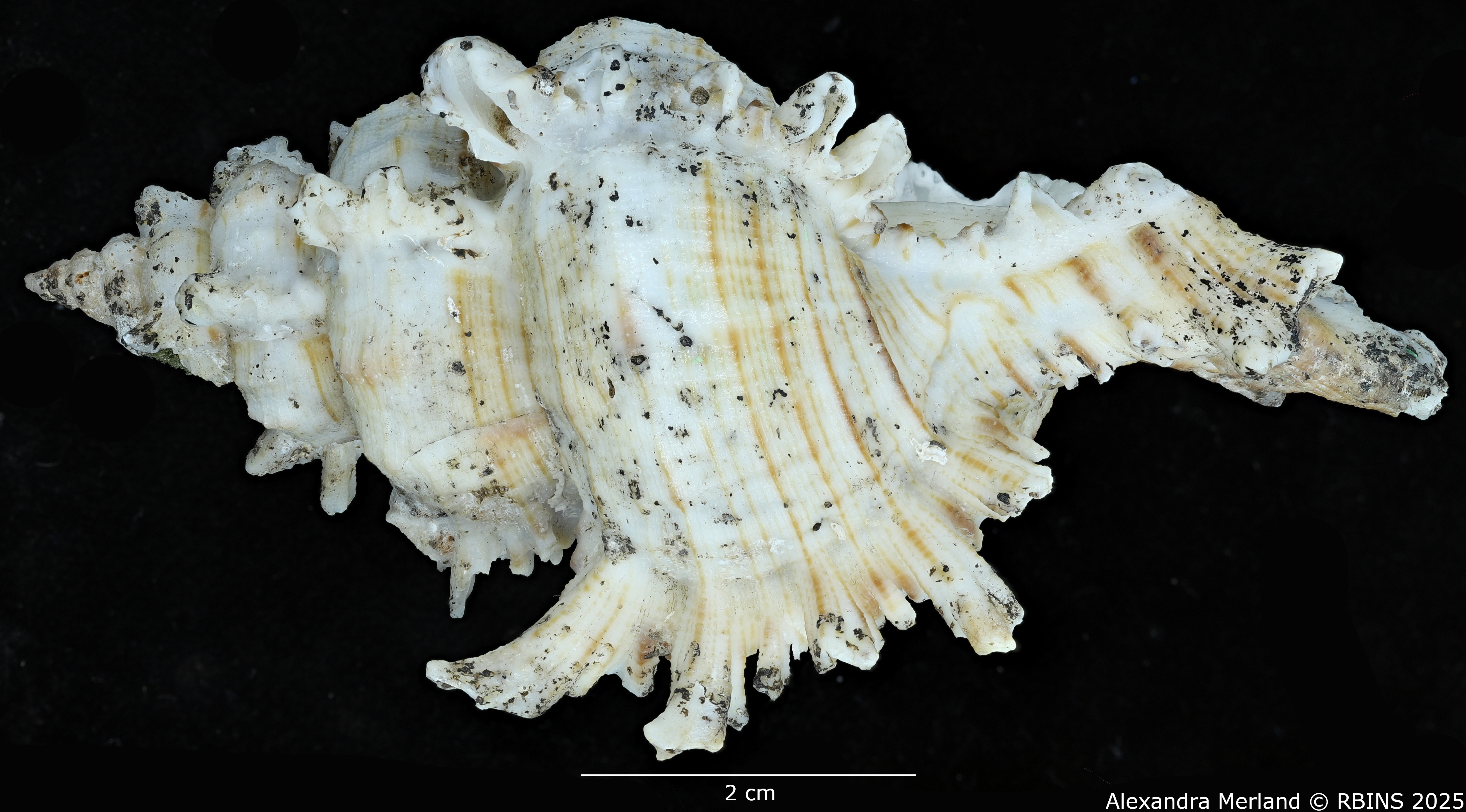 BE-RBINS-INV-MT-3389-Chicoreus-duyenae-ht-L2.jpg