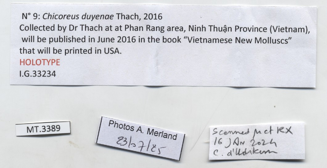 BE-RBINS-INV-MT-3389-Chicoreus-duyenae-ht-label.jpg