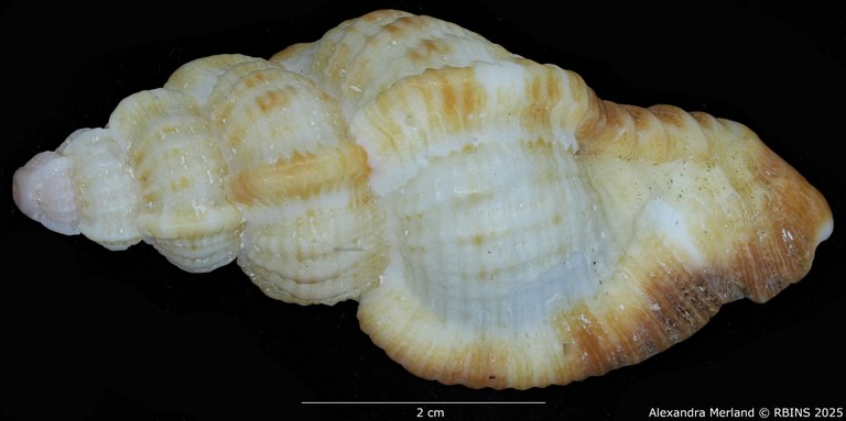 BE-RBINS-INV-MT-420-Chicoreus-(Naquetia)-triqueter-vokesae-pt-D BIG.jpg BE-RBINS-INV-MT-420-Chicoreus-(Naquetia)-triqueter-vokesae-pt-D BIG.jpg