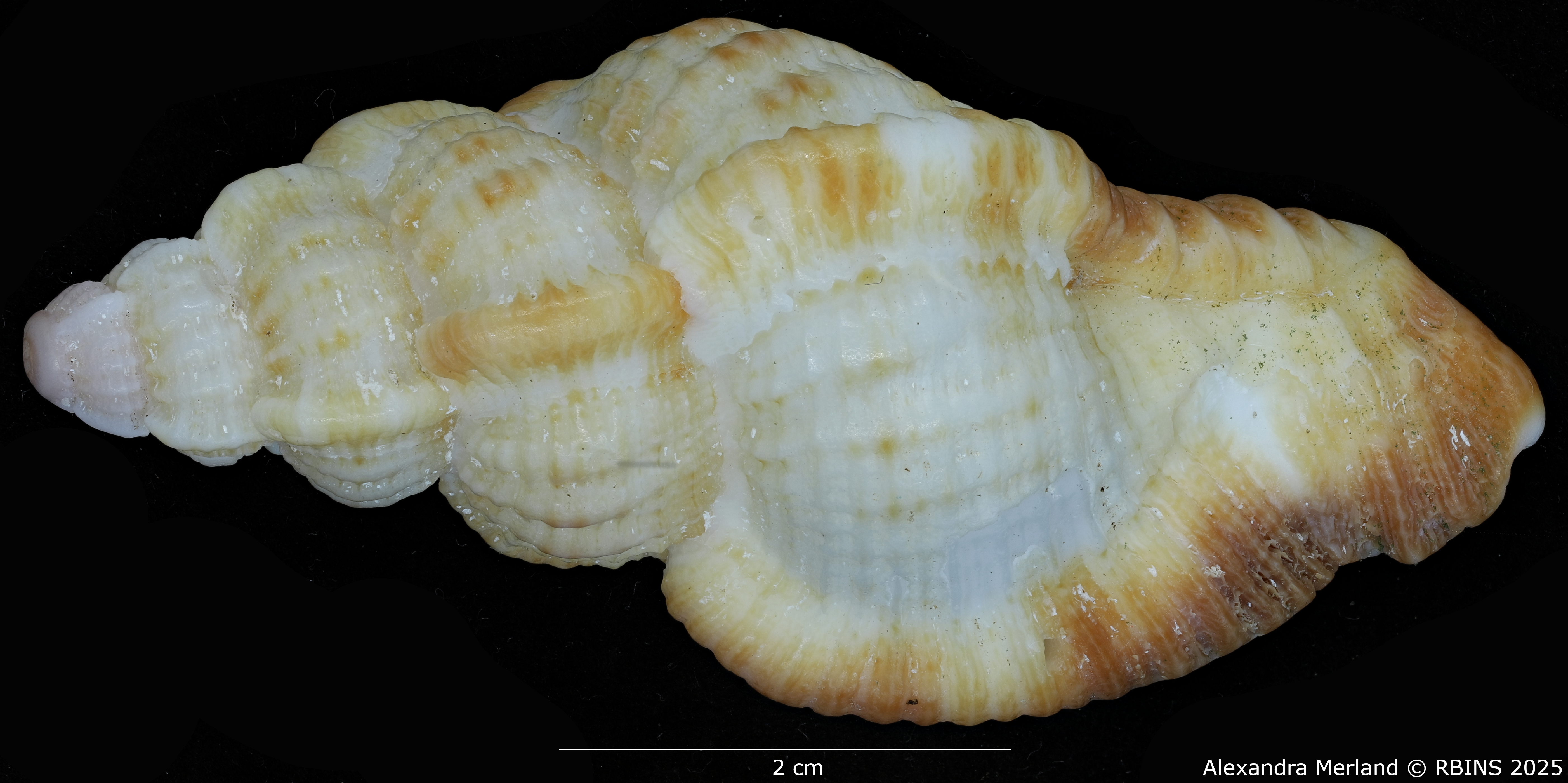 BE-RBINS-INV-MT-420-Chicoreus-(Naquetia)-triqueter-vokesae-pt-D BIG.jpg