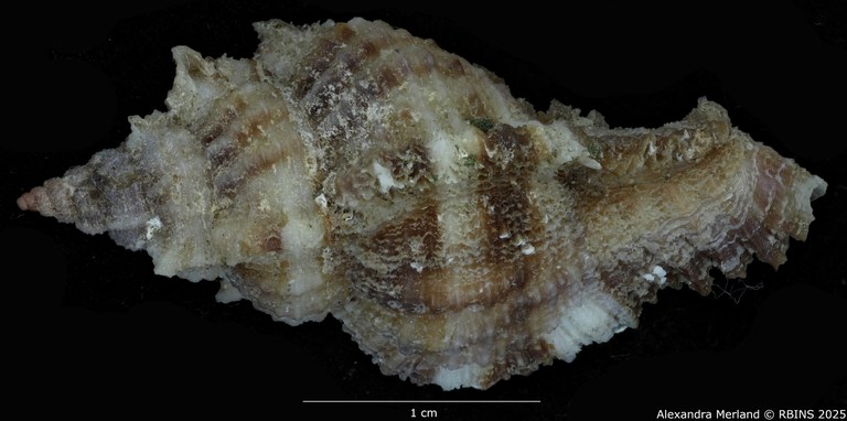 BE-RBINS-INV-MT-420-Chicoreus-(Naquetia)-triqueter-vokesae-pt-D SMALL.jpg BE-RBINS-INV-MT-420-Chicoreus-(Naquetia)-triqueter-vokesae-pt-D SMALL.jpg