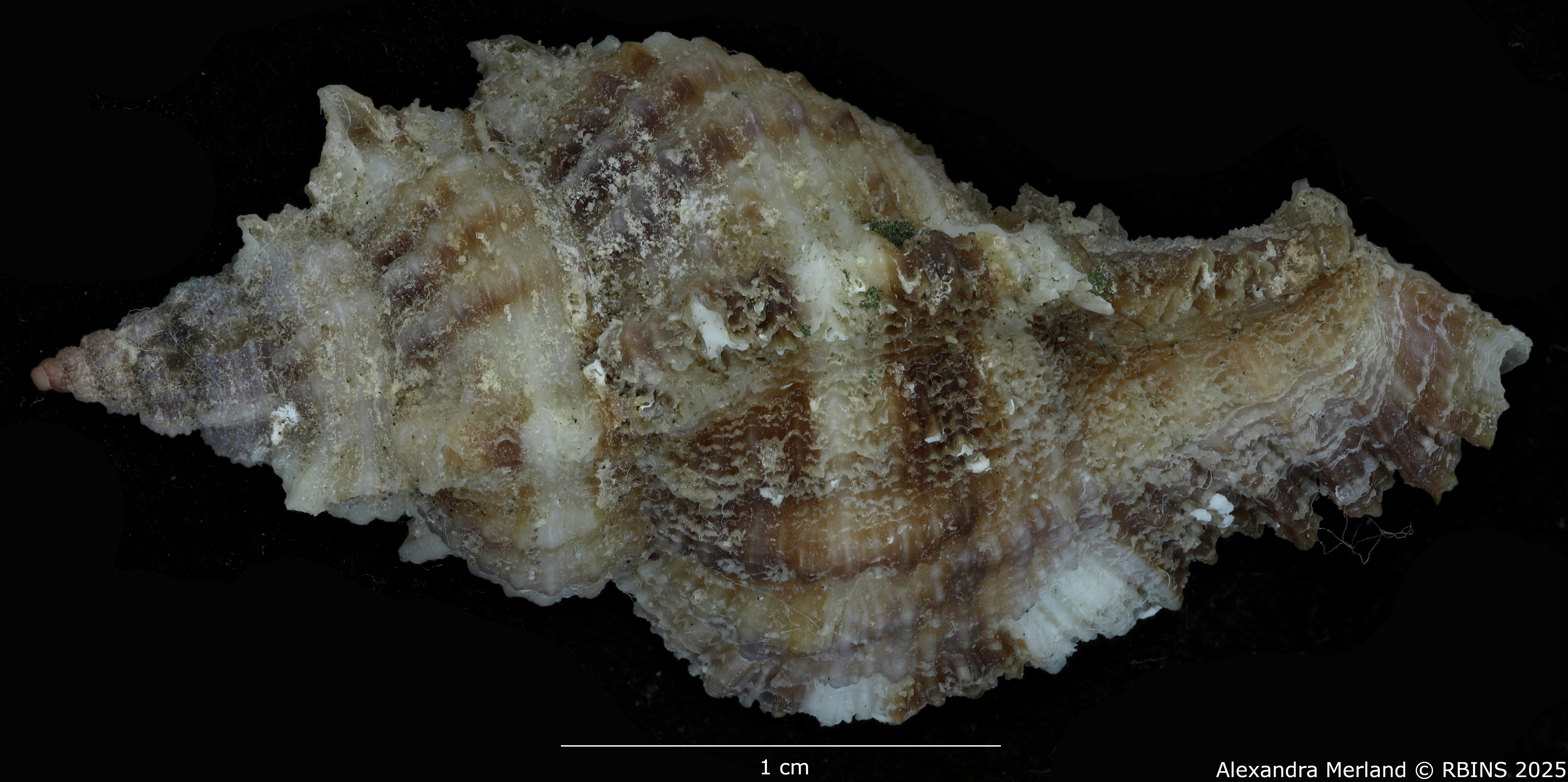 BE-RBINS-INV-MT-420-Chicoreus-(Naquetia)-triqueter-vokesae-pt-D SMALL.jpg