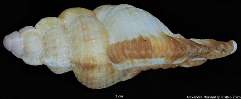 BE-RBINS-INV-MT-420-Chicoreus-(Naquetia)-triqueter-vokesae-pt-L BIG.jpg BE-RBINS-INV-MT-420-Chicoreus-(Naquetia)-triqueter-vokesae-pt-L BIG.jpg
