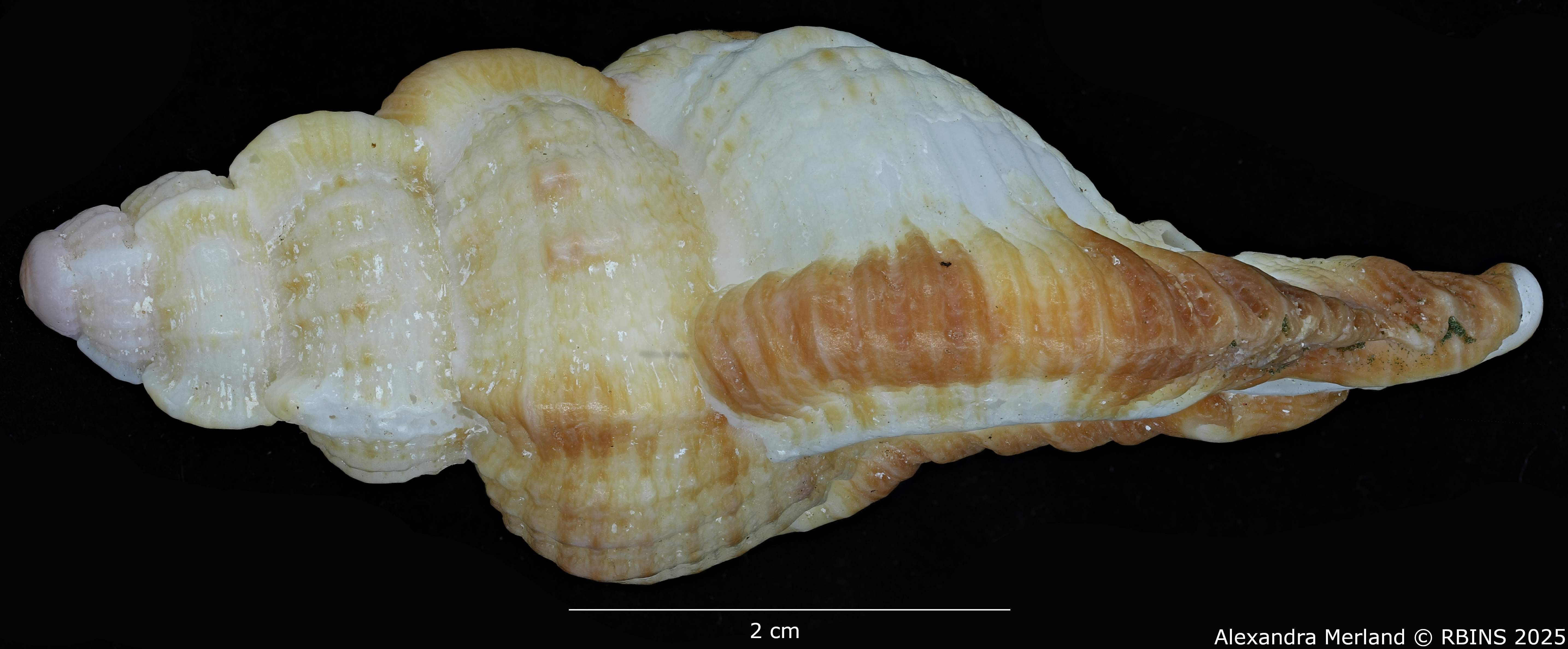 BE-RBINS-INV-MT-420-Chicoreus-(Naquetia)-triqueter-vokesae-pt-L BIG.jpg