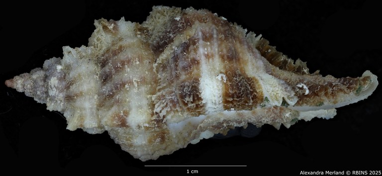 BE-RBINS-INV-MT-420-Chicoreus-(Naquetia)-triqueter-vokesae-pt-L SMALL.jpg