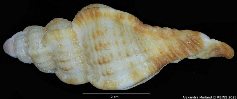 BE-RBINS-INV-MT-420-Chicoreus-(Naquetia)-triqueter-vokesae-pt-L2 BIG.jpg