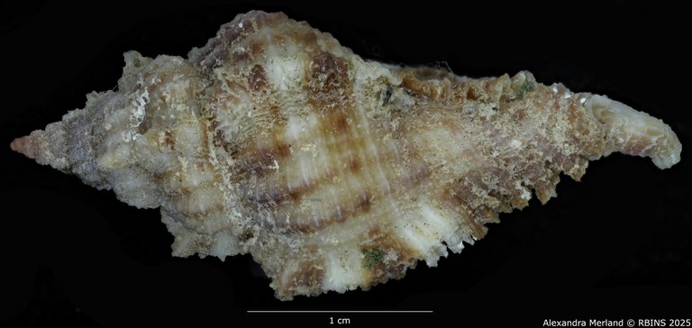 BE-RBINS-INV-MT-420-Chicoreus-(Naquetia)-triqueter-vokesae-pt-L2 SMALL.jpg BE-RBINS-INV-MT-420-Chicoreus-(Naquetia)-triqueter-vokesae-pt-L2 SMALL.jpg