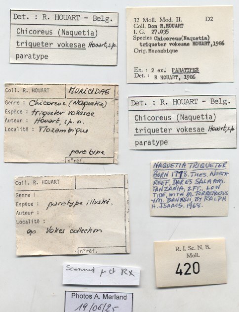 BE-RBINS-INV-MT-420-Chicoreus-(Naquetia)-triqueter-vokesae-pt-label.jpg BE-RBINS-INV-MT-420-Chicoreus-(Naquetia)-triqueter-vokesae-pt-label.jpg
