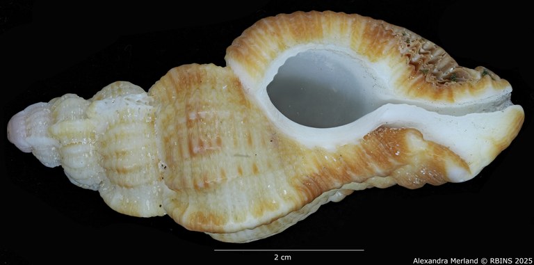 BE-RBINS-INV-MT-420-Chicoreus-(Naquetia)-triqueter-vokesae-pt-V BIG.jpg BE-RBINS-INV-MT-420-Chicoreus-(Naquetia)-triqueter-vokesae-pt-V BIG.jpg