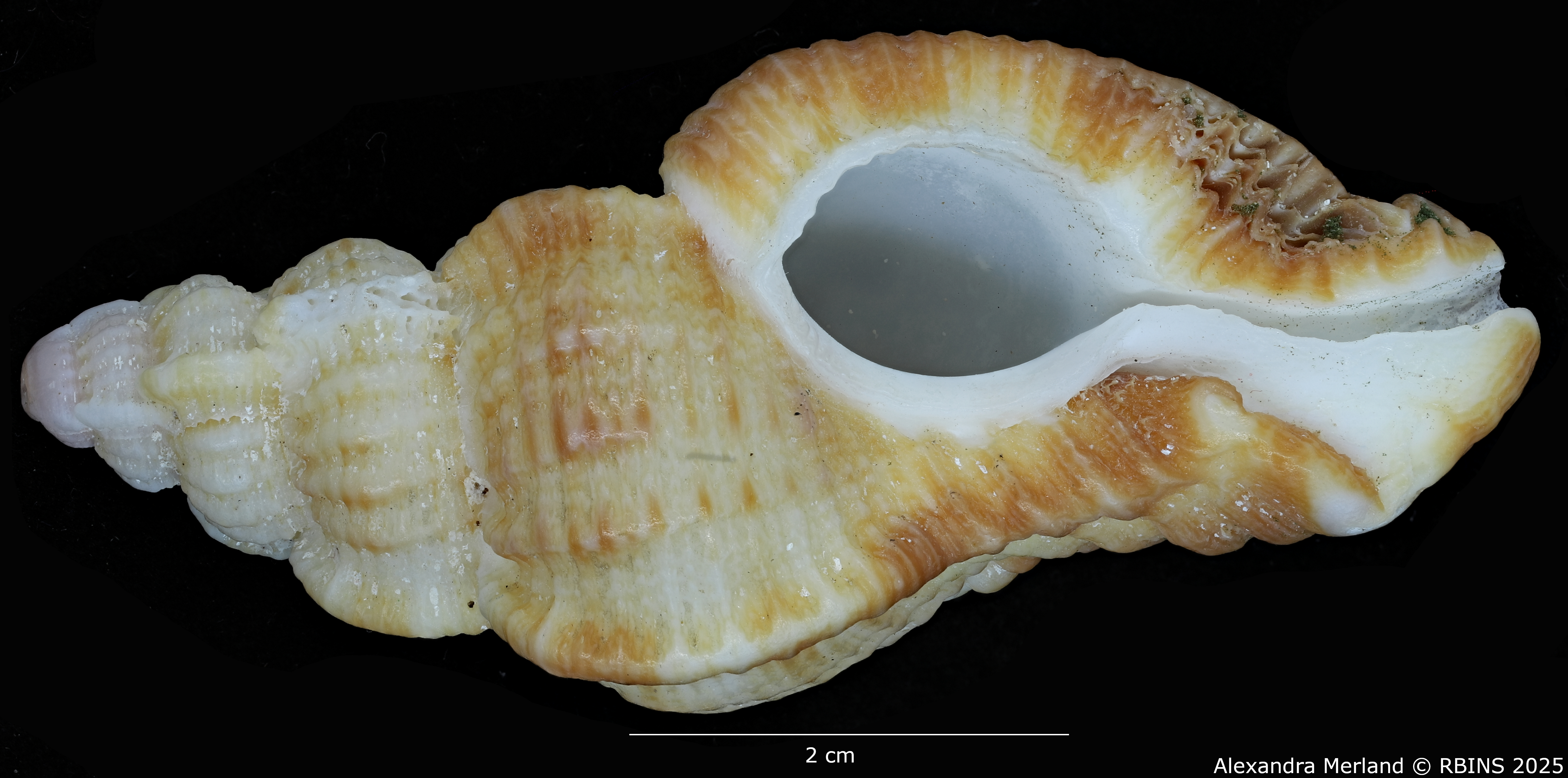 BE-RBINS-INV-MT-420-Chicoreus-(Naquetia)-triqueter-vokesae-pt-V BIG.jpg