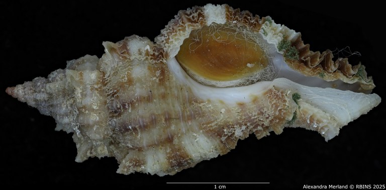 BE-RBINS-INV-MT-420-Chicoreus-(Naquetia)-triqueter-vokesae-pt-V SMALL.jpg