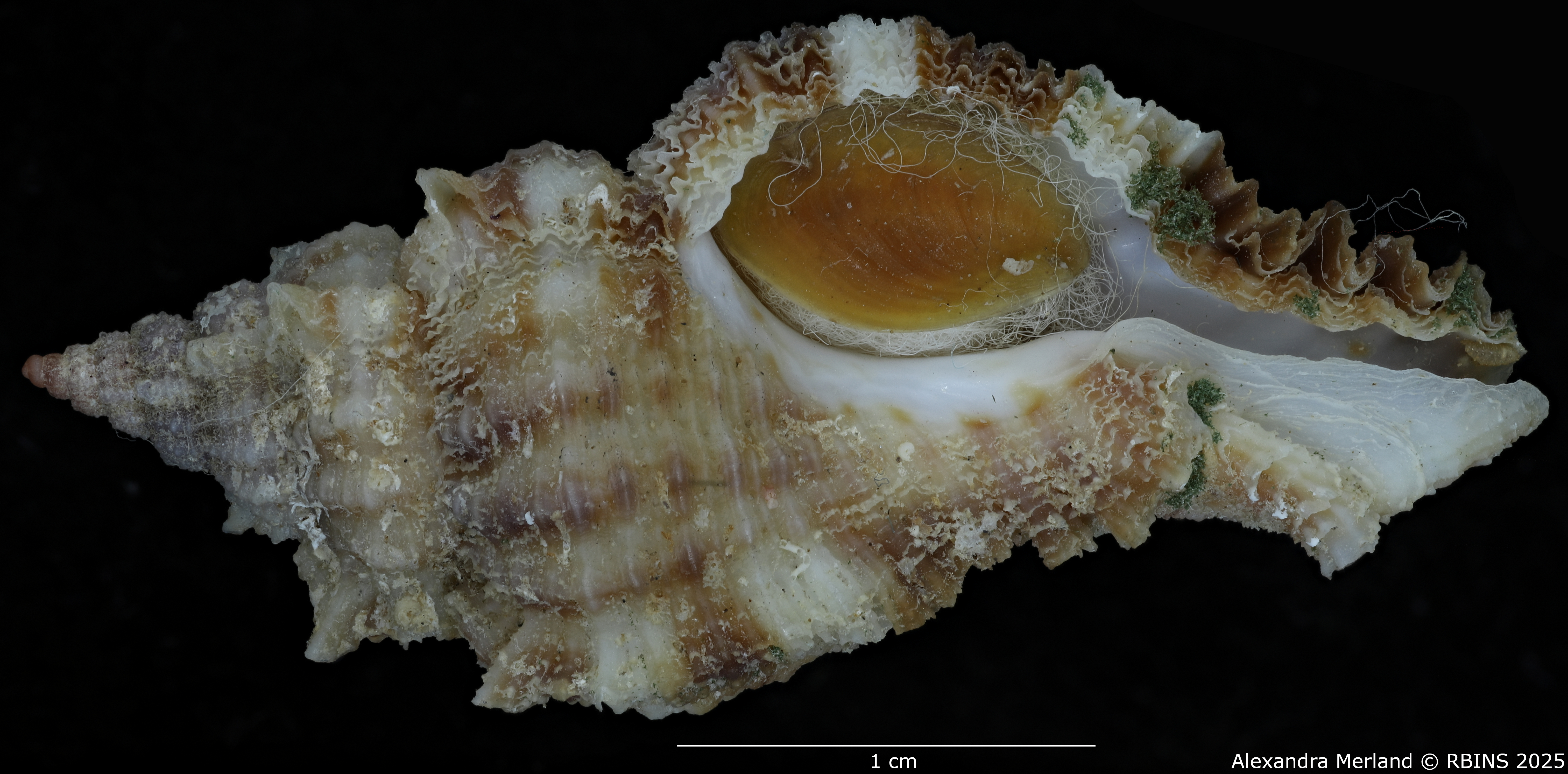 BE-RBINS-INV-MT-420-Chicoreus-(Naquetia)-triqueter-vokesae-pt-V SMALL.jpg