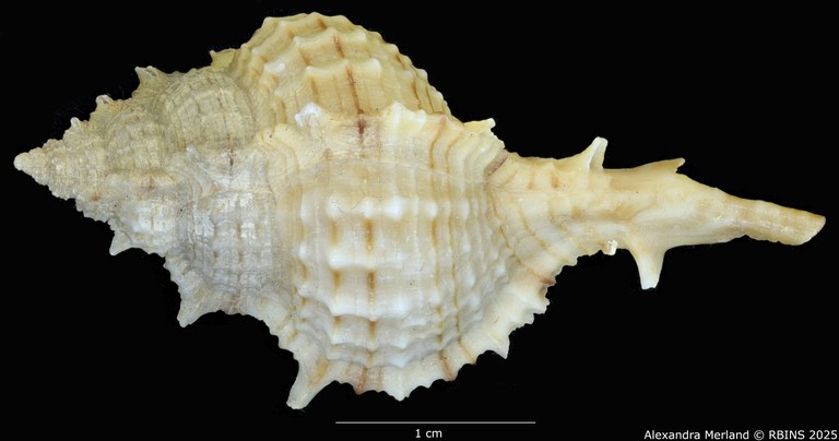 BE-RBINS-INV-MT-2328-Chicoreus-(Siratus)-hennequini-pt-D.jpg BE-RBINS-INV-MT-2328-Chicoreus-(Siratus)-hennequini-pt-D.jpg