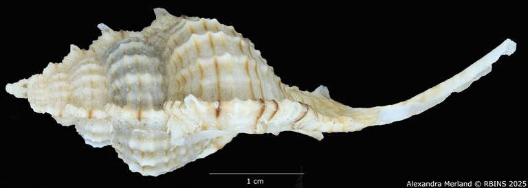 BE-RBINS-INV-MT-2328-Chicoreus-(Siratus)-hennequini-pt-L (2).jpg BE-RBINS-INV-MT-2328-Chicoreus-(Siratus)-hennequini-pt-L (2).jpg