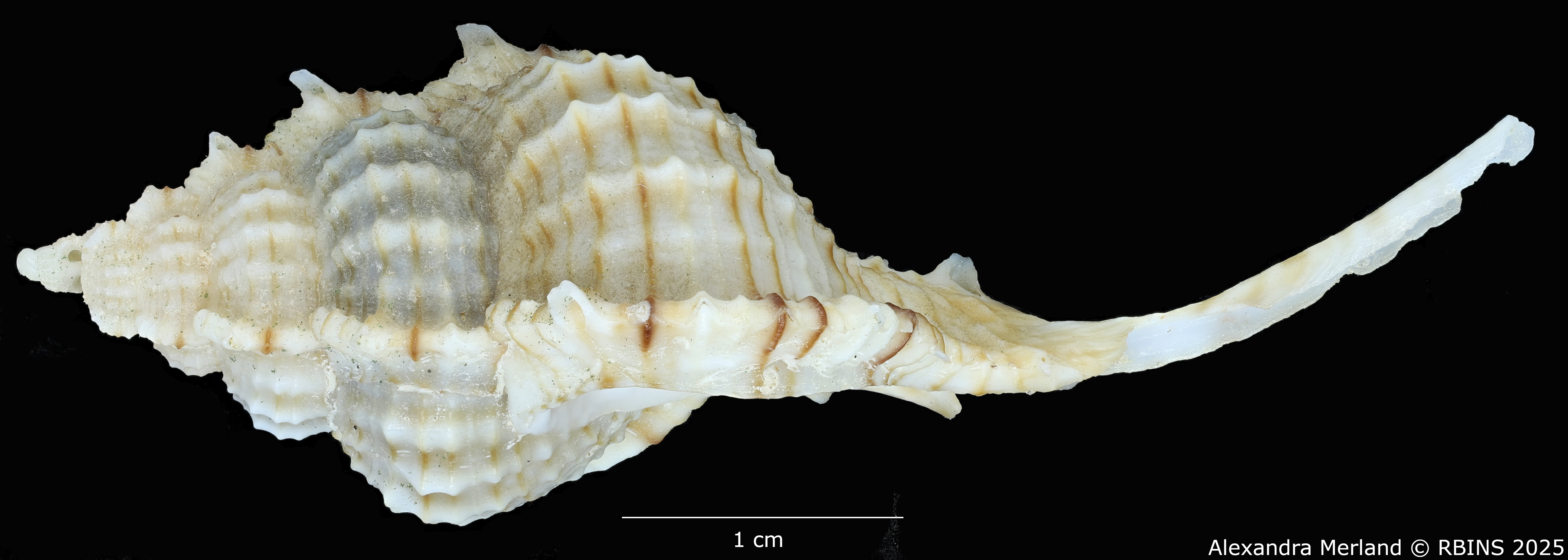 BE-RBINS-INV-MT-2328-Chicoreus-(Siratus)-hennequini-pt-L (2).jpg