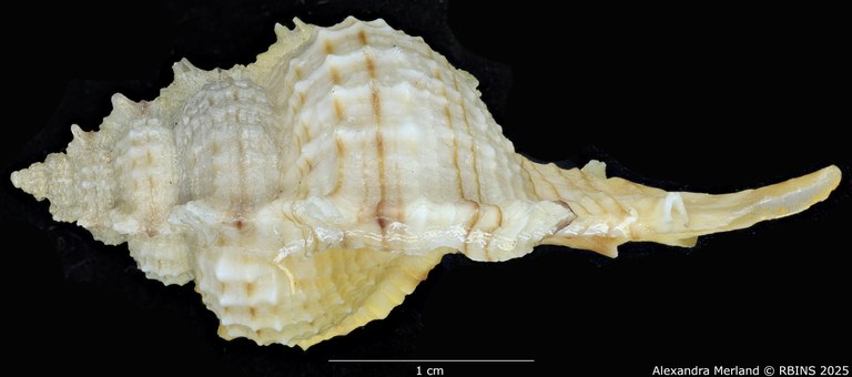 BE-RBINS-INV-MT-2328-Chicoreus-(Siratus)-hennequini-pt-L.jpg BE-RBINS-INV-MT-2328-Chicoreus-(Siratus)-hennequini-pt-L.jpg