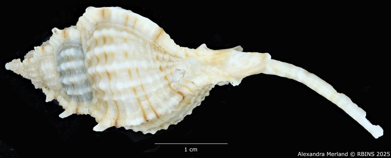 BE-RBINS-INV-MT-2328-Chicoreus-(Siratus)-hennequini-pt-L2 (2).jpg BE-RBINS-INV-MT-2328-Chicoreus-(Siratus)-hennequini-pt-L2 (2).jpg