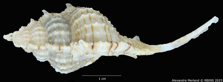 BE-RBINS-INV-MT-2328-Chicoreus-(Siratus)-hennequini-pt-L2.jpg BE-RBINS-INV-MT-2328-Chicoreus-(Siratus)-hennequini-pt-L2.jpg