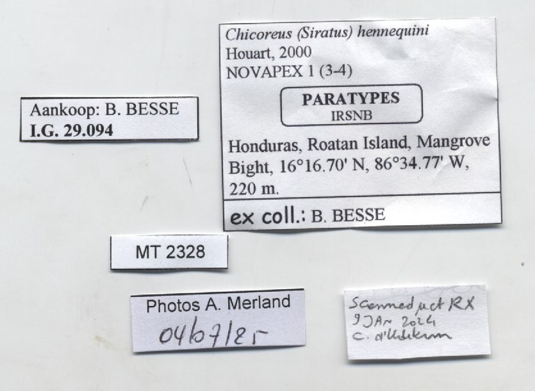 BE-RBINS-INV-MT-2328-Chicoreus-(Siratus)-hennequini-pt-label.jpg BE-RBINS-INV-MT-2328-Chicoreus-(Siratus)-hennequini-pt-label.jpg