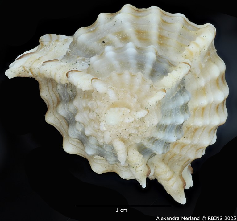 BE-RBINS-INV-MT-2328-Chicoreus-(Siratus)-hennequini-pt-Top (2).jpg BE-RBINS-INV-MT-2328-Chicoreus-(Siratus)-hennequini-pt-Top (2).jpg