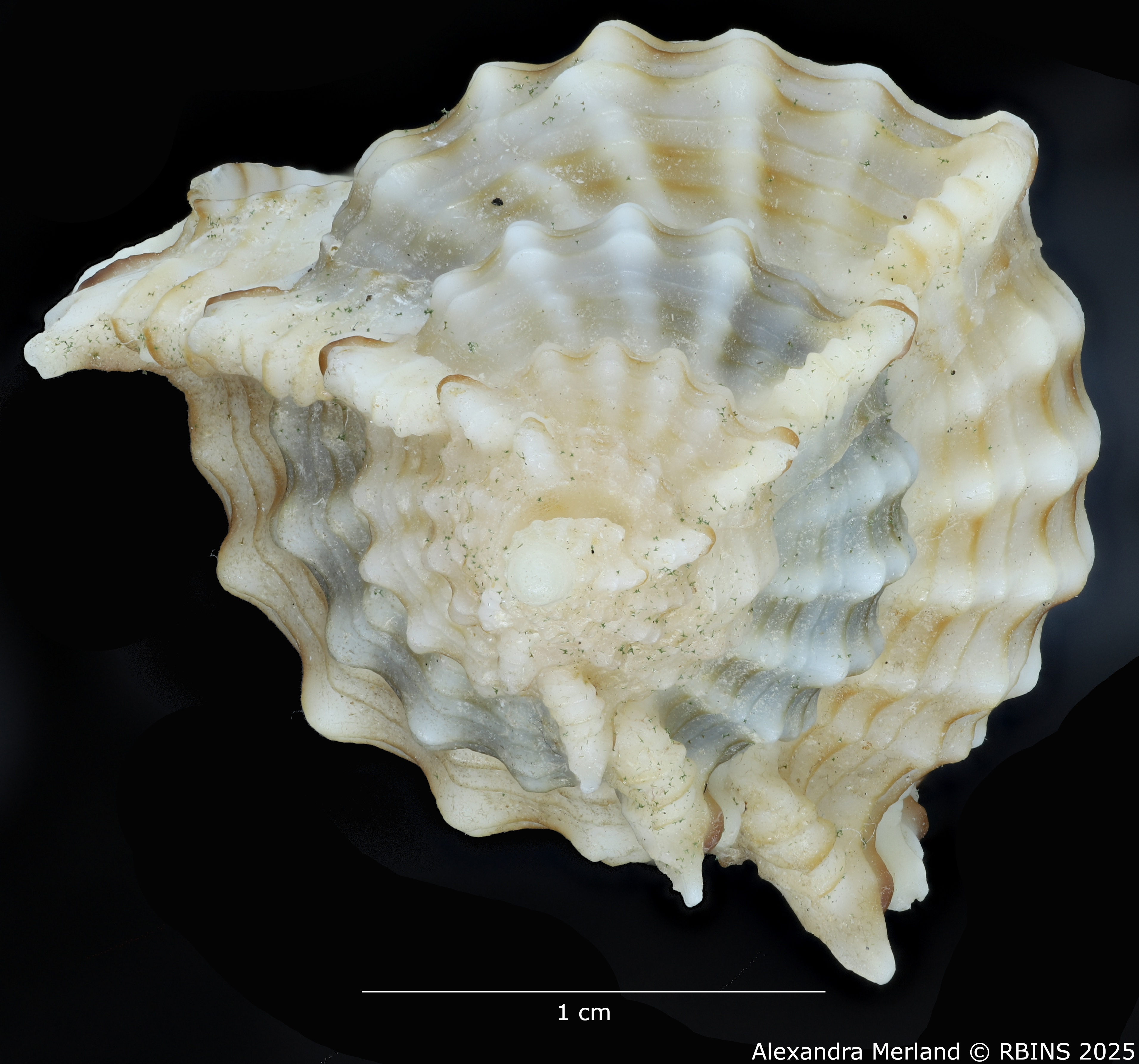 BE-RBINS-INV-MT-2328-Chicoreus-(Siratus)-hennequini-pt-Top (2).jpg
