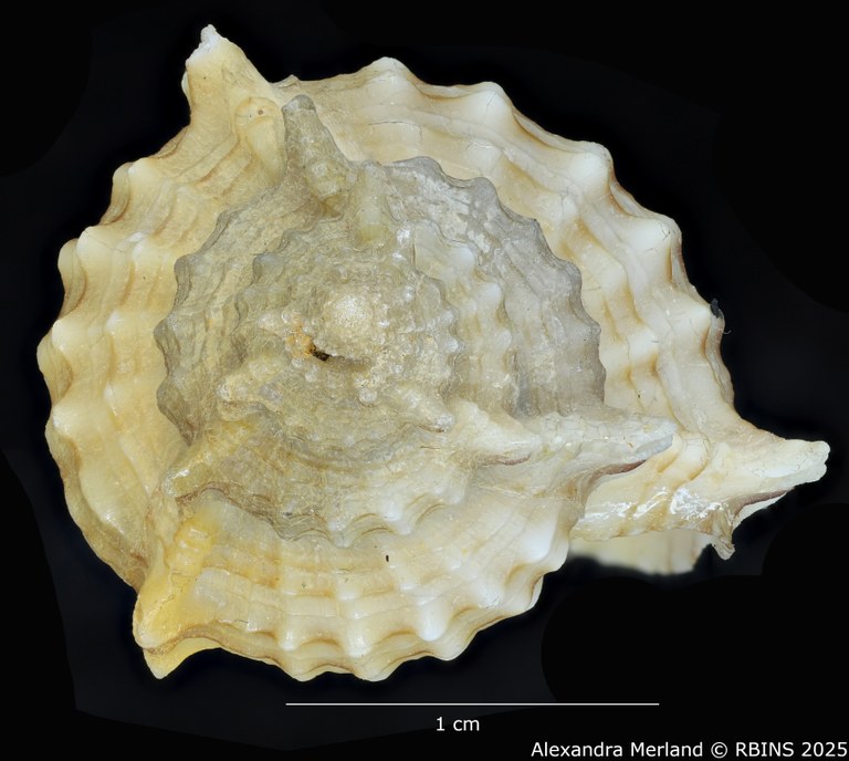 BE-RBINS-INV-MT-2328-Chicoreus-(Siratus)-hennequini-pt-Top.jpg BE-RBINS-INV-MT-2328-Chicoreus-(Siratus)-hennequini-pt-Top.jpg