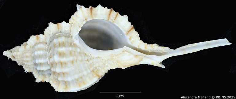 BE-RBINS-INV-MT-2328-Chicoreus-(Siratus)-hennequini-pt-V (2).jpg BE-RBINS-INV-MT-2328-Chicoreus-(Siratus)-hennequini-pt-V (2).jpg