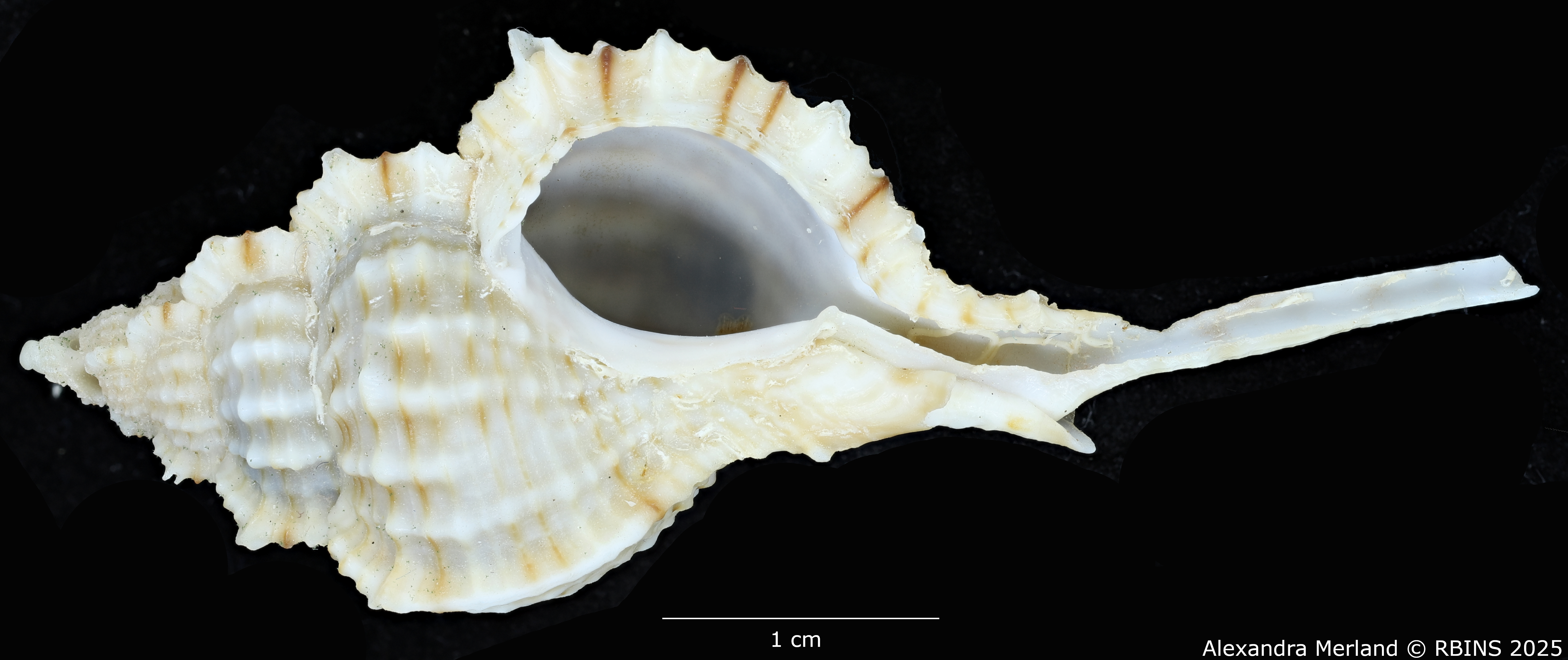 BE-RBINS-INV-MT-2328-Chicoreus-(Siratus)-hennequini-pt-V (2).jpg