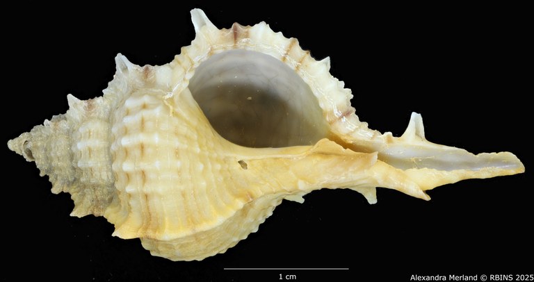 BE-RBINS-INV-MT-2328-Chicoreus-(Siratus)-hennequini-pt-V.jpg BE-RBINS-INV-MT-2328-Chicoreus-(Siratus)-hennequini-pt-V.jpg