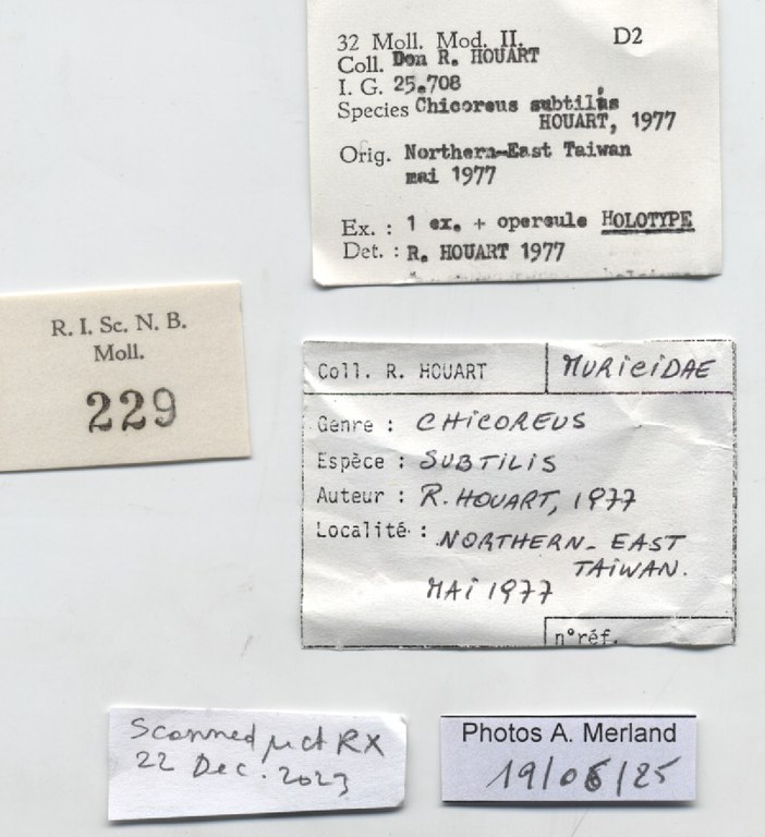 BE-RBINS-INV-MT-229-Chicoreus-subtilis-ht-label.jpg