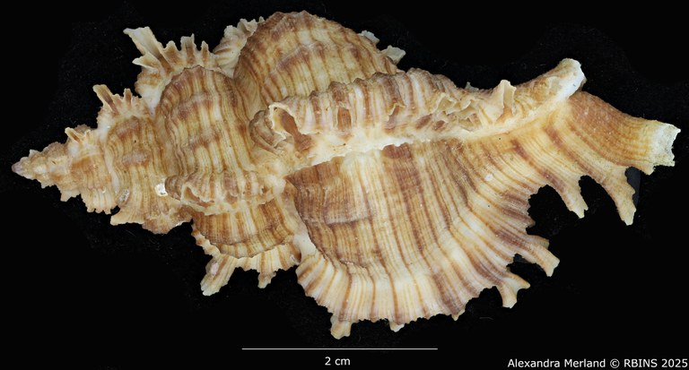 BE-RBINS-INV-MT-3201-Chicoreus-(Triplex)-cnissodus-ceylonensis-pt-D.jpg