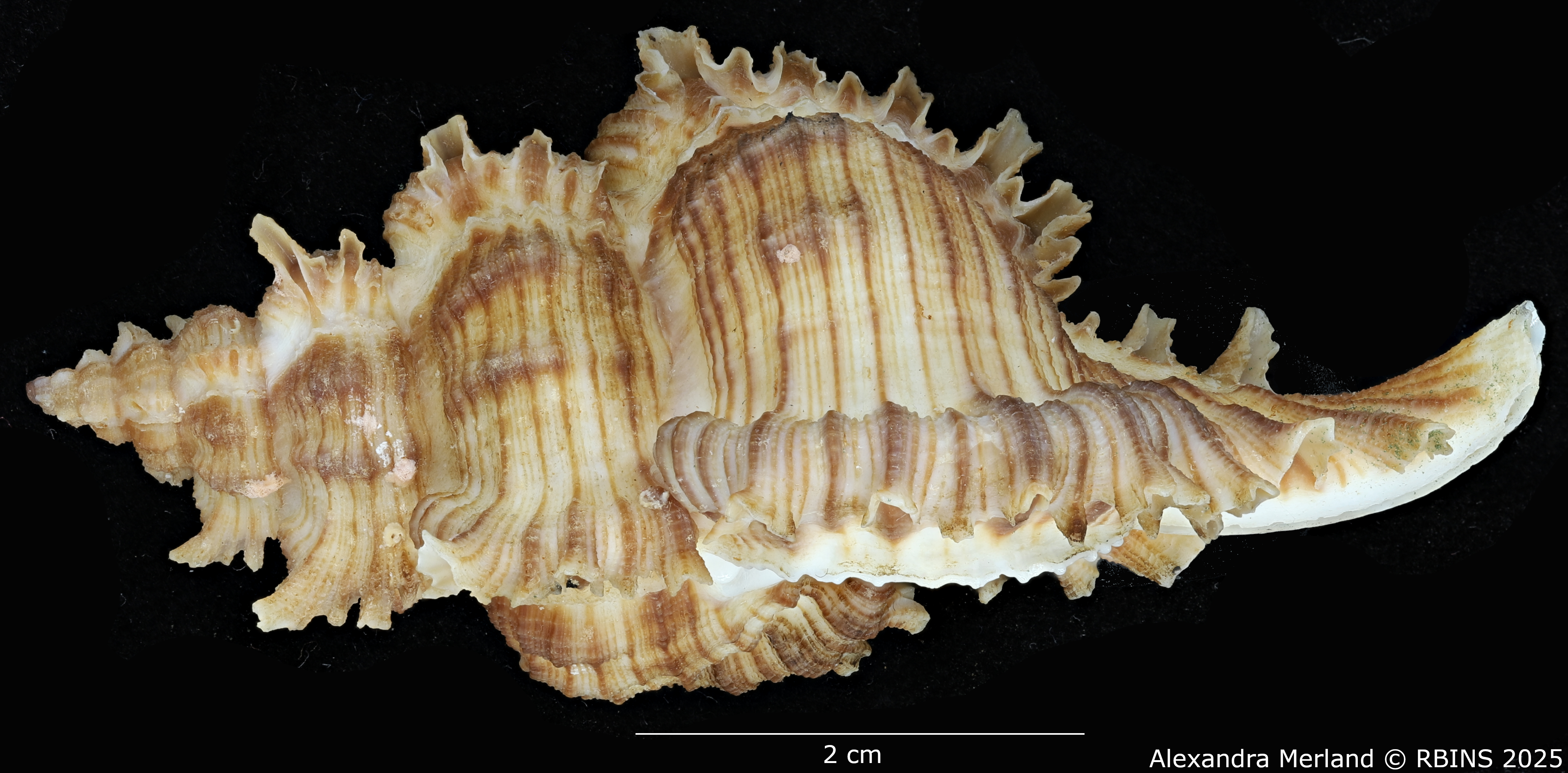 BE-RBINS-INV-MT-3201-Chicoreus-(Triplex)-cnissodus-ceylonensis-pt-L.jpg