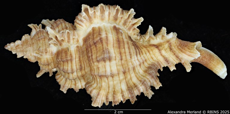 BE-RBINS-INV-MT-3201-Chicoreus-(Triplex)-cnissodus-ceylonensis-pt-L2.jpg