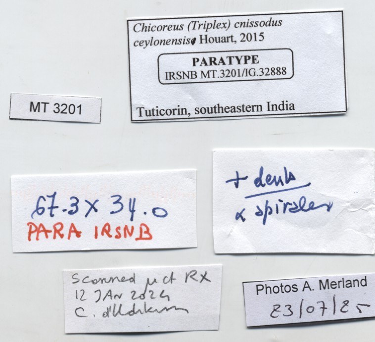 BE-RBINS-INV-MT-3201-Chicoreus-(Triplex)-cnissodus-ceylonensis-pt-label.jpg