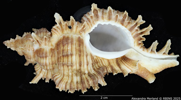 BE-RBINS-INV-MT-3201-Chicoreus-(Triplex)-cnissodus-ceylonensis-pt-V.jpg