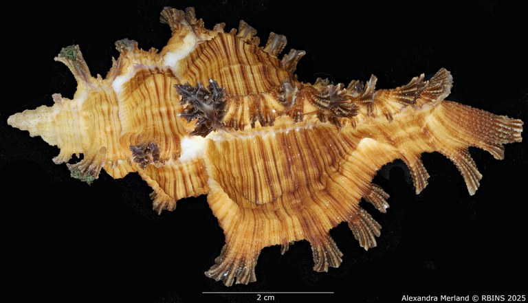 BE-RBINS-INV-MT-2038-Chicoreus-(Triplex)-jessicae-pt-D.jpg
