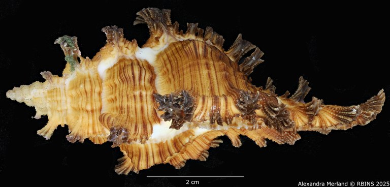 BE-RBINS-INV-MT-2038-Chicoreus-(Triplex)-jessicae-pt-L.jpg