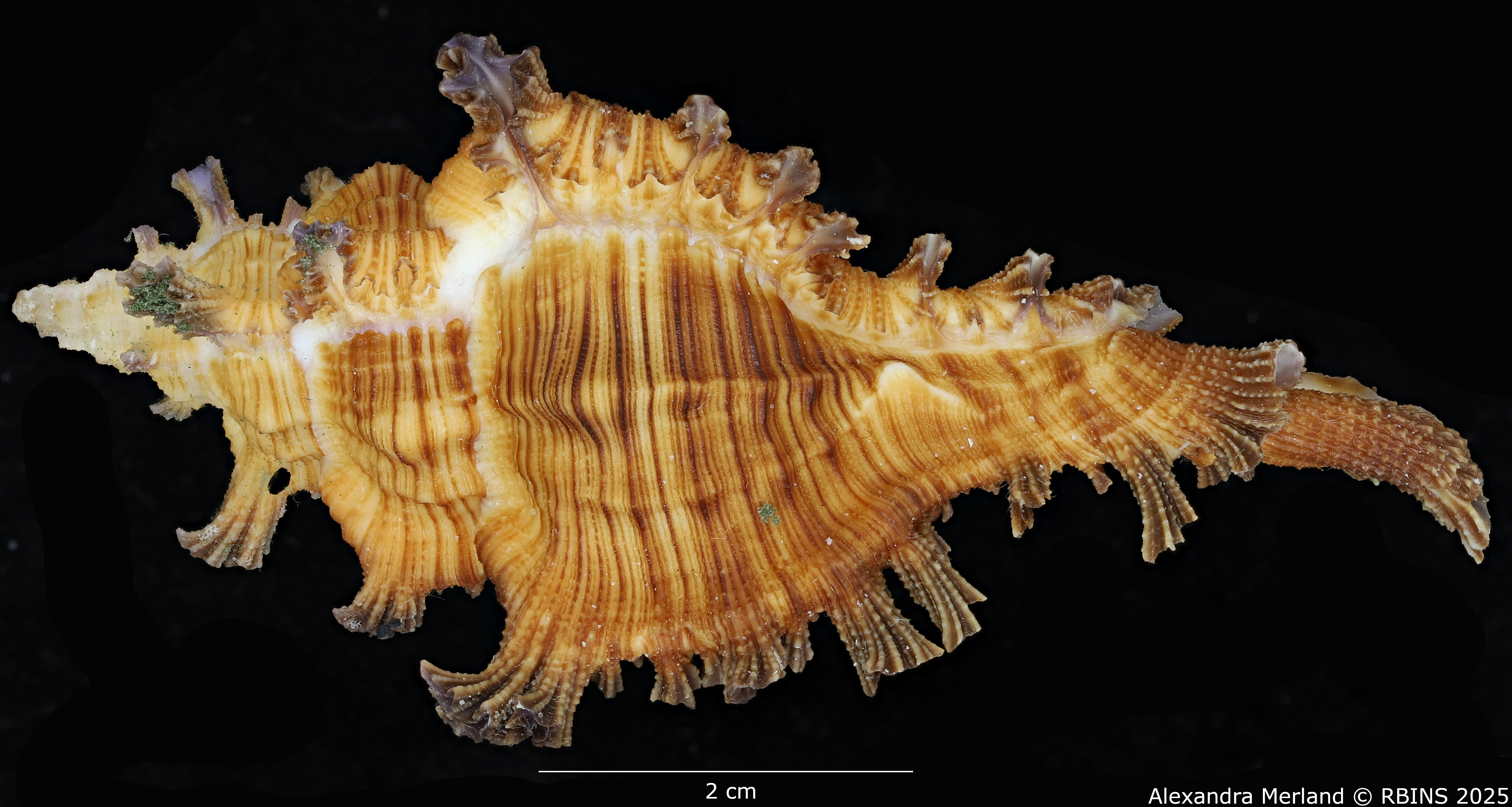 BE-RBINS-INV-MT-2038-Chicoreus-(Triplex)-jessicae-pt-L2.jpg