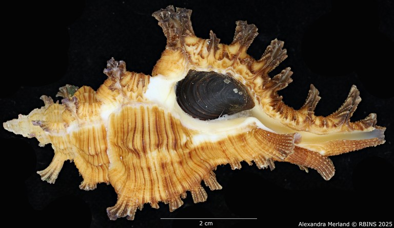 BE-RBINS-INV-MT-2038-Chicoreus-(Triplex)-jessicae-pt-V.jpg